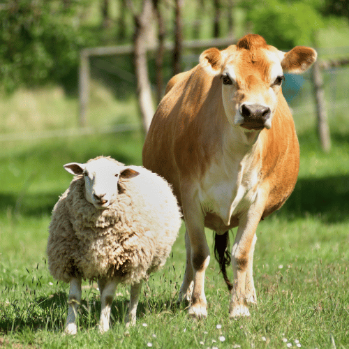 brucellosis