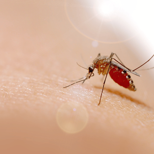 Dengue-láz