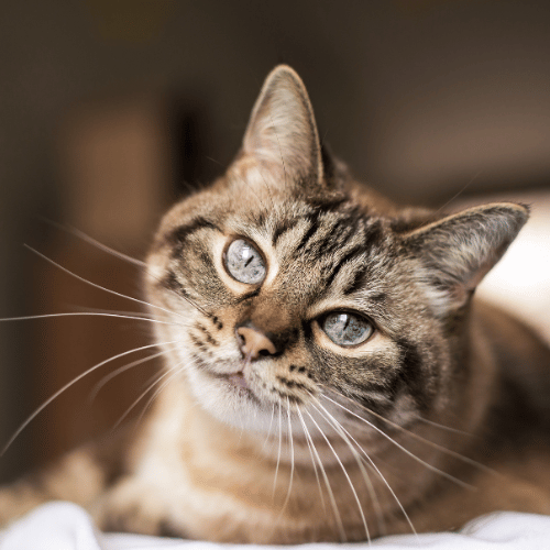 Toxoplasmosis